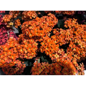 Organic Pansy Plant
